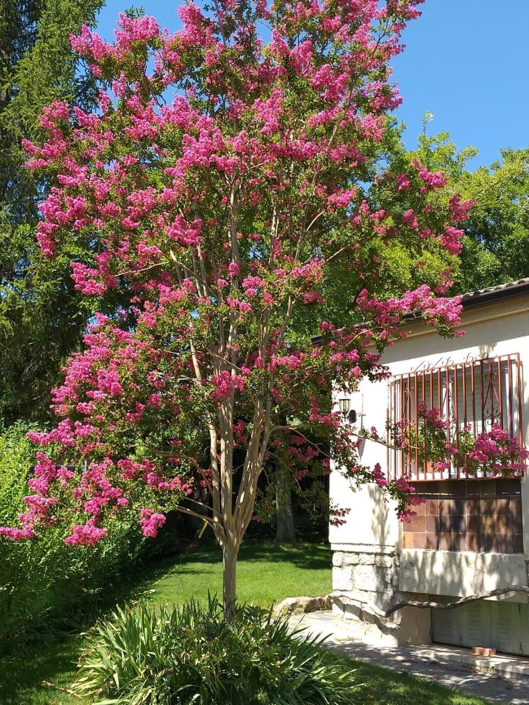 Un árbol de Júpiter regalado por sus alumnos florece en el jardín de Benito Cotarelo.