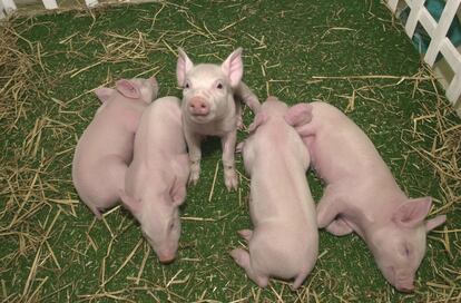 Cerdos modificados genéticamente para trasplantes por la empresa estadounidense Revivicor.