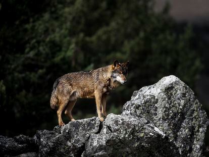Un lobo ibérico en la sierra de la Culebra.