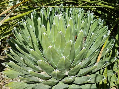 A specimen of 'Agave victoriae-reginae' under the sun in Madrid.