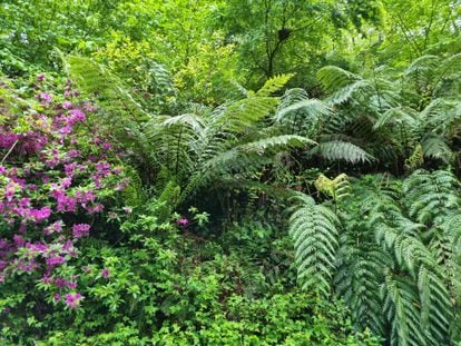 Rododendros y helechos amantes de las sombras en Lur Garden en Oiartzun, Gipuzkoa, en el verano de 2022.