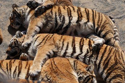 Tres ejemplares de tigre salvaje criados en cautividad.