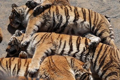 Tres ejemplares de tigre salvaje criados en cautividad.