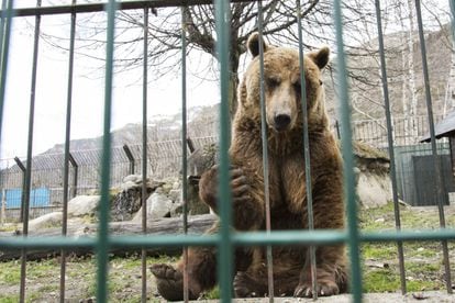Mimo i Aran, els dos óssos bruns que viuen des de fa 24 anys en una gàbia d'Arties, seran traslladats a un santuari.