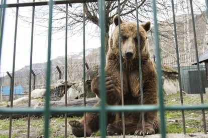 Mimo i Aran viatgen avui d'Arties a Hongria.