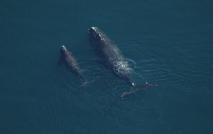 Una ballena franca glacial con su cría.