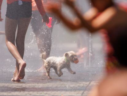 Un perro juega en el agua para refrescarse en Madrid Rio.