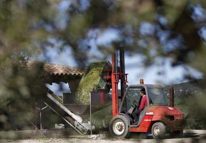 Un agricultor vac&iacute;a un tractor de aceitunas.