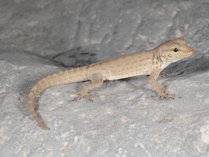 Ejemplar de 'Pristurus r. rupestris'.