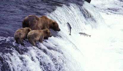 Osos pardos pescando salmón en el río McNeil, en Alaska.