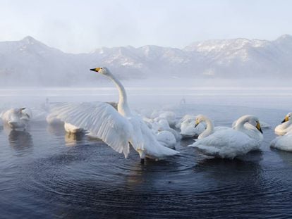 Un grupo de cisnes, en el lago Kussharo, en Japón.