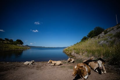 Ganado descansa a las orillas de la presa Álvaro Obregón.