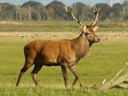 Un ciervo en la reserva Oostvaardersplassen.