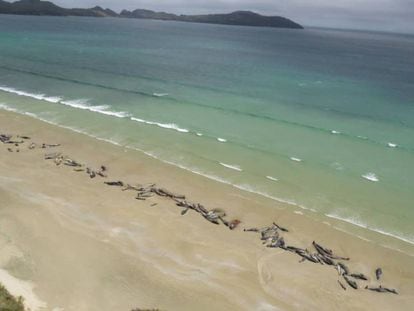 Las ballenas tendidas en la costa de Mason Bay, Nueva Zelanda, este lunes.
