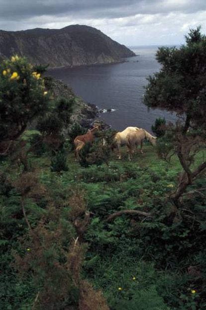 Caballos en la sierra de A Capelada, cerca de San Andrés de Teixido (A Coruña).