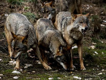 Varios ejemplares de lobo ibérico en el centro del lobo Félix Rodríguez de la Fuente, en Puebla de Sanabria (Zamora).