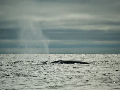 La mayor ballena azul conocida alcanz&oacute; los 33 metros de largo.