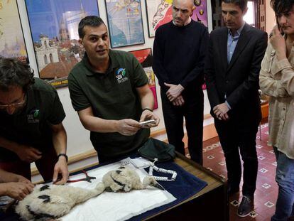 Anillado de dos crías de cigüeña en Alcalá de Henares.