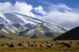 Ovejas pastando en la región uigur de Xinjiang, al noroeste de China. con el pico Muztagh Ata de fondo.