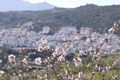 Almendro en flor en el pueblo malagueño de Guaro, al fondo.