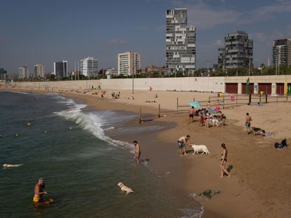 Dueños de perros se bañan este miércoles en la playa de Llevant de Barcelona, habilitada especialmente para esta finalidad con aforo limitado.