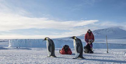 Pingüinos en la Antártida, cerca de la estación de McMurdo.