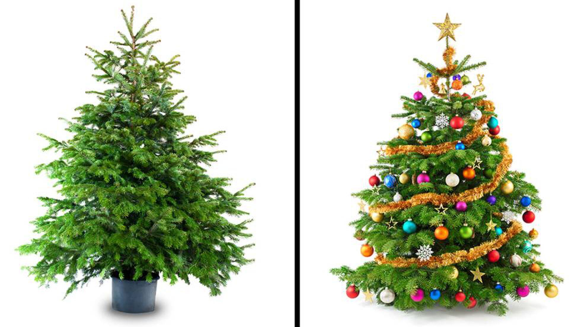 Olvídese del abeto: este es el árbol de Navidad que debería comprar este  año | Medio Ambiente | Buenavida | EL PAÍS