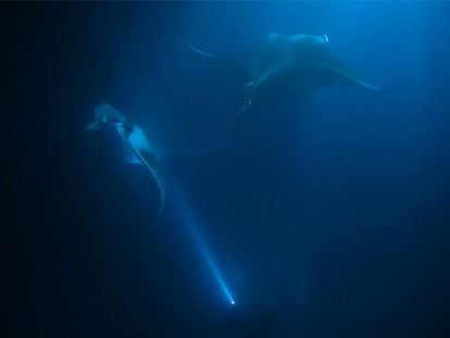 Bailando con mantas a 25 metros de profundidad y sin respirar