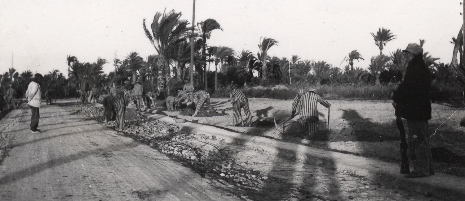 Trabajos de adecuación de caminos y plantación de palmeras en los alrededores del campo de trabajo republicano de Albatera en una imagen inédita tomada en otoño de 1938.