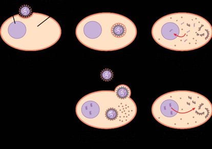 1) El virus de la gripe se une a una célula epitelial diana.  2) La célula engulle el virus mediante endocitosis.  3) Se libera el contenido del virus. El ARN vírico se introduce en el núcleo, donde la polimerasa de ARN lo replica.  4) El ARN mensajero (ARNm) del virus sirve para fabricar proteínas víricas.  5) Se fabrican nuevas partículas víricas y se liberan al líquido extracelular. La célula, que no muere en el proceso, sigue fabricando nuevos virus.