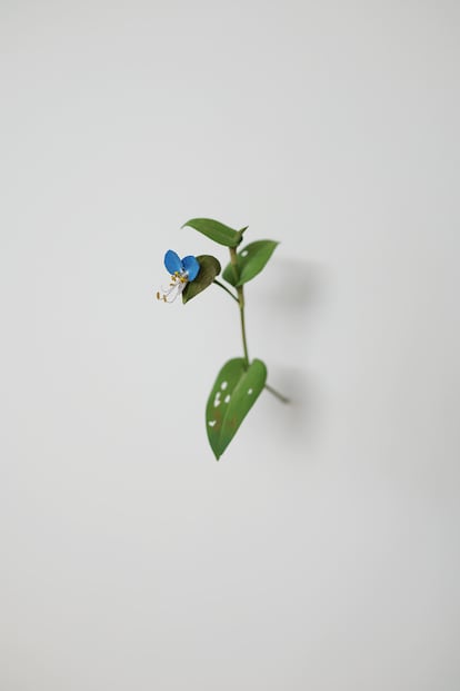 La Galería Elvira González, en Madrid, inaugura hoy la tercera exposición individual del japonés Yoshihiro Suda. El artista crea esculturas hiperrealistas en las que reproduce motivos botánicos a escala natural según la tradición de la talla de madera japonesa y siempre en madera de magnolio. En sus instalaciones hace referencia al término japonés ma. Pese a que no existe en Occidente una palabra concreta para denotar este concepto, puede ser entendido como un vacío lleno de sensaciones