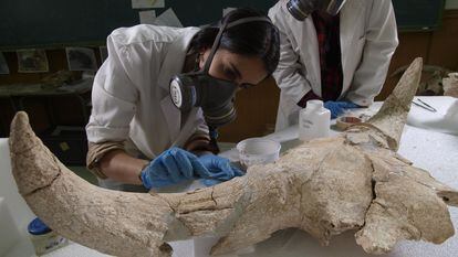 Dos investigadoras analizan uno de los cráneos hallados en los yacimientos de Pinilla del Valle, en Madrid.