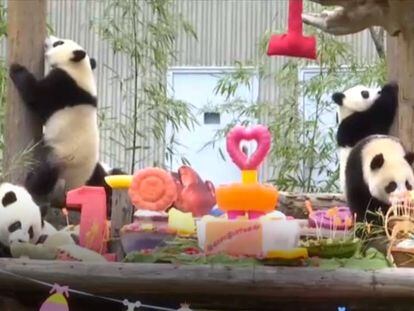 Los osos panda durante la celebración del evento en el Parque Natural de Wolong, en China.