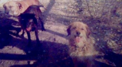 'Max' y 'Cilla' ( izquierda), dos de los perros que lograron huir. 'Dizzy', a la derecha, fue rematada en su cama.