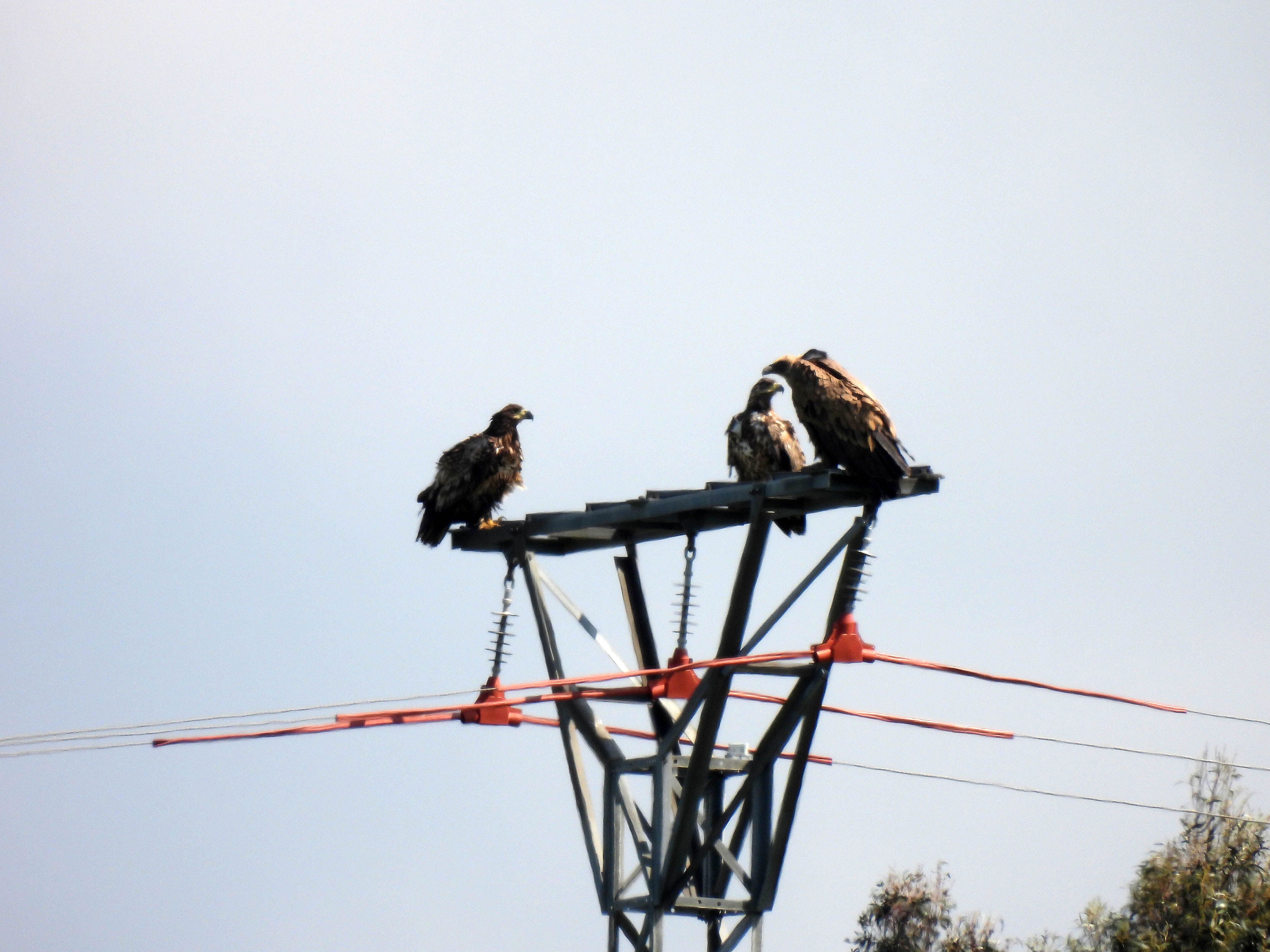 Dos pigargos y un buitre leonado en una torre de alta tensión protegida con plásticos para evitar que las aves se electrocuten.