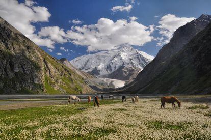 Caballos pastando en las cercanías del lago de Issyk-Kul, en Kirguistán.
