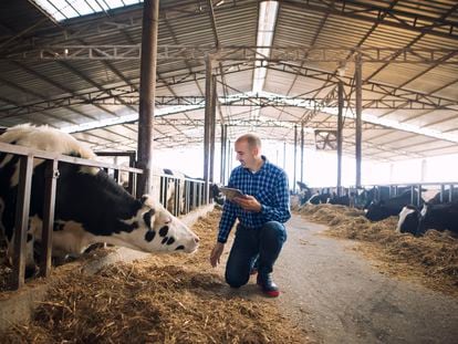 Esta tecnología permite monitorizar la salud de los animales en explotaciones ganaderas para evitar o adelantarse a cualquier problema de salud y mejorar su alimentación.