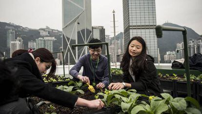 Tres estudiantes realizan un taller de cultivo ecológico en un rascacielos de Hong Kong.
