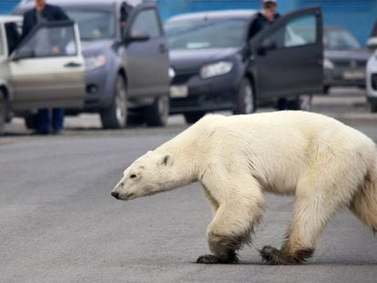 Un oso polar, desnortado y hambriento a 800 kilómetros de su hábitat