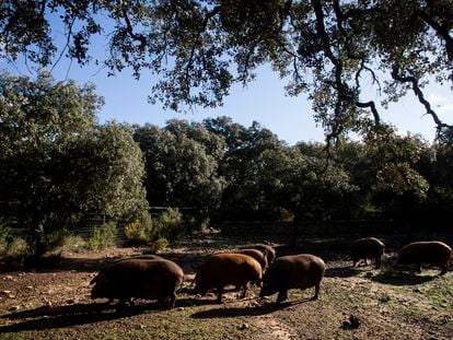 Ejemplares ibéricos de dorado gaditano, especie recuperada por La Dehesa de los Monteros en Ronda.