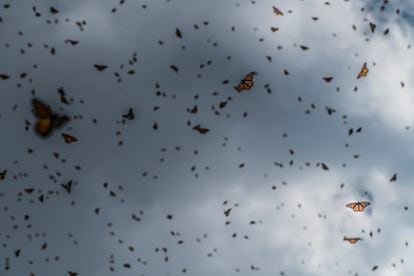 Mariposas monarca en Michoacán, México