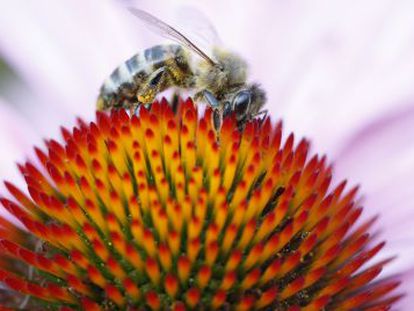 Una abeja posada sobre una flor en la regi&oacute;n francesa de Ron-Alpes.