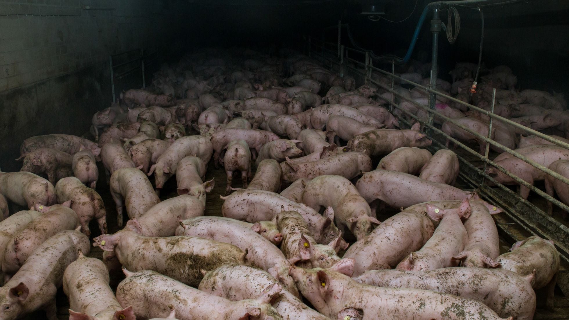 why-are-all-the-pig-farms-exploding