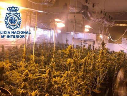 Plantación de marihuana por la que ha sido detenido el concejal del PP, Manuel Palma.