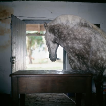 'Azúcar', 2001. Buenos Aires.