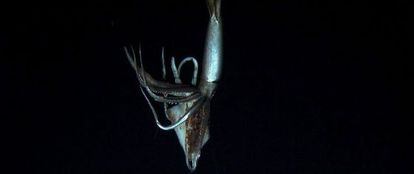 Un calamar gigante a una profundidad de 630 metros.