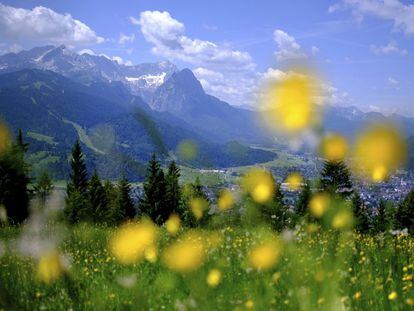 Flores amarillas frente a los Montes de Mieming y del Wetterstein Garmisch-Partenkirchen.