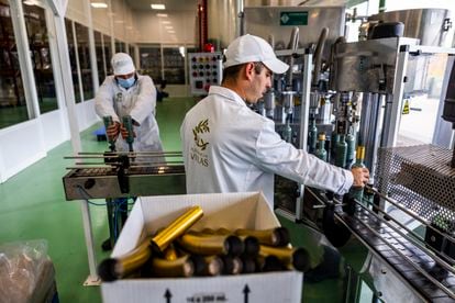 Dos trabajadores de la cooperativa embotellan el aceite de oliva virgen extra en la cooperativa. Es el último paso antes de llegar a los estantes de las tiendas. 
