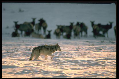 Lobos reintroducidos en Yellowstone.