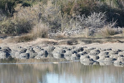 Nidos de flamenco abandonados en l´Albufera de Valencia.